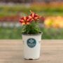 Petunia – Crazytunia Tiki Torch – 4.5″ Pot